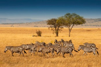 Tanzania classic Safari and Tour